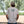 BUCK EM VARSITY (T-Shirt)
