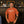 Stay Livin Tee (Burnt Orange)